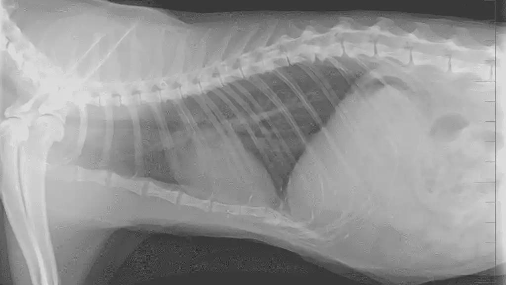 how much does cat xray cost - PetsPaa