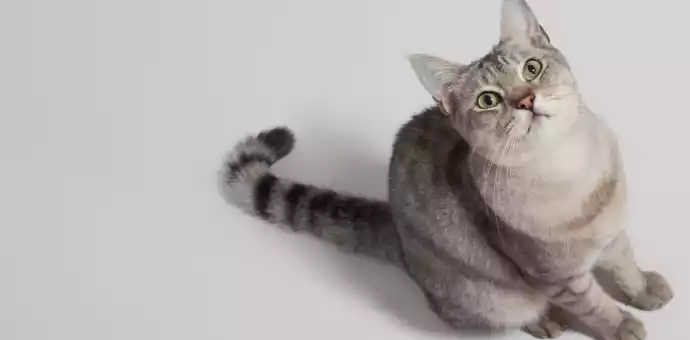 puffed-up cat tail - PetsPaa