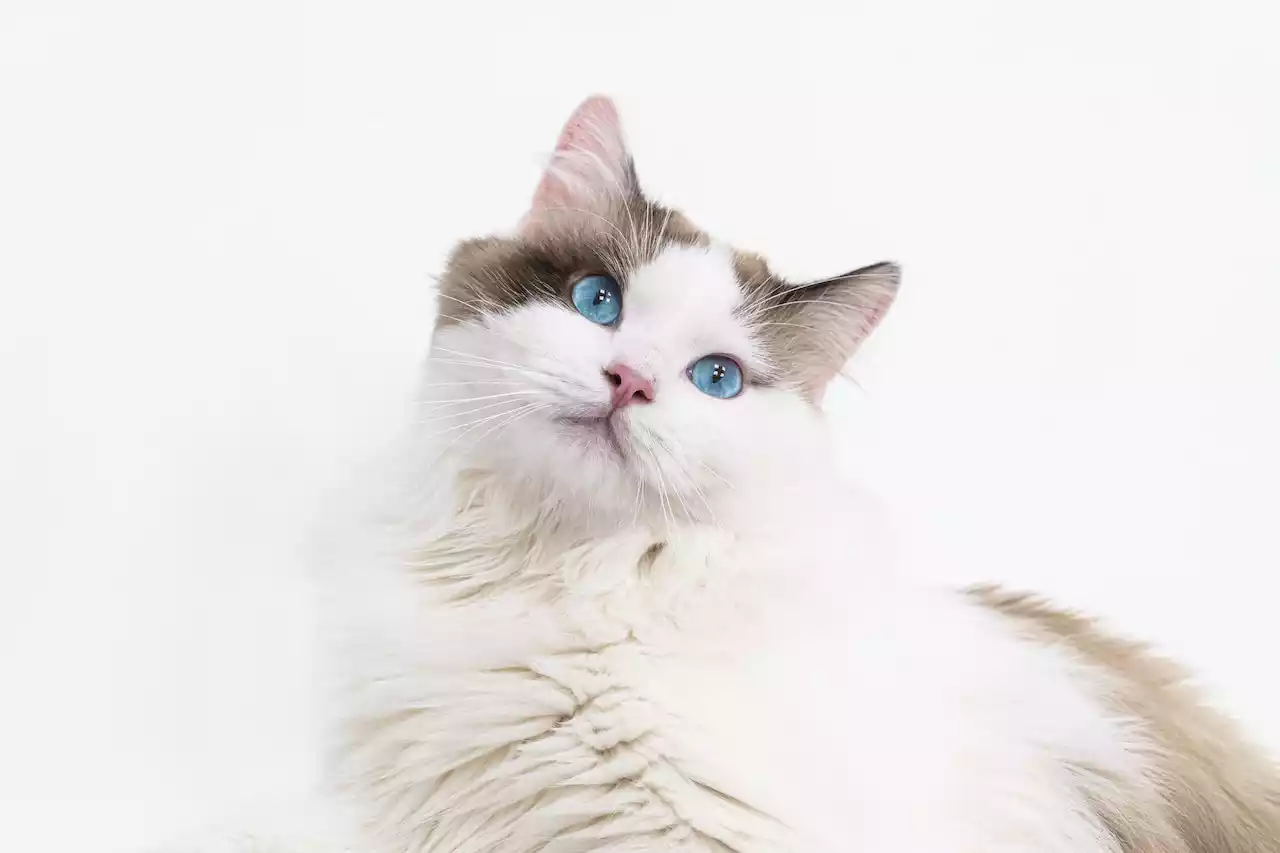 ragdoll cat breed - PetsPaa