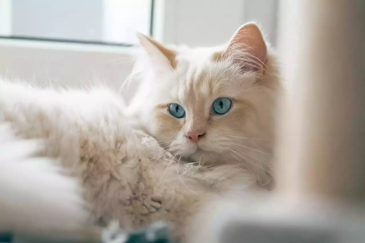 ragdoll cat hypoallergenic - PetsPaa