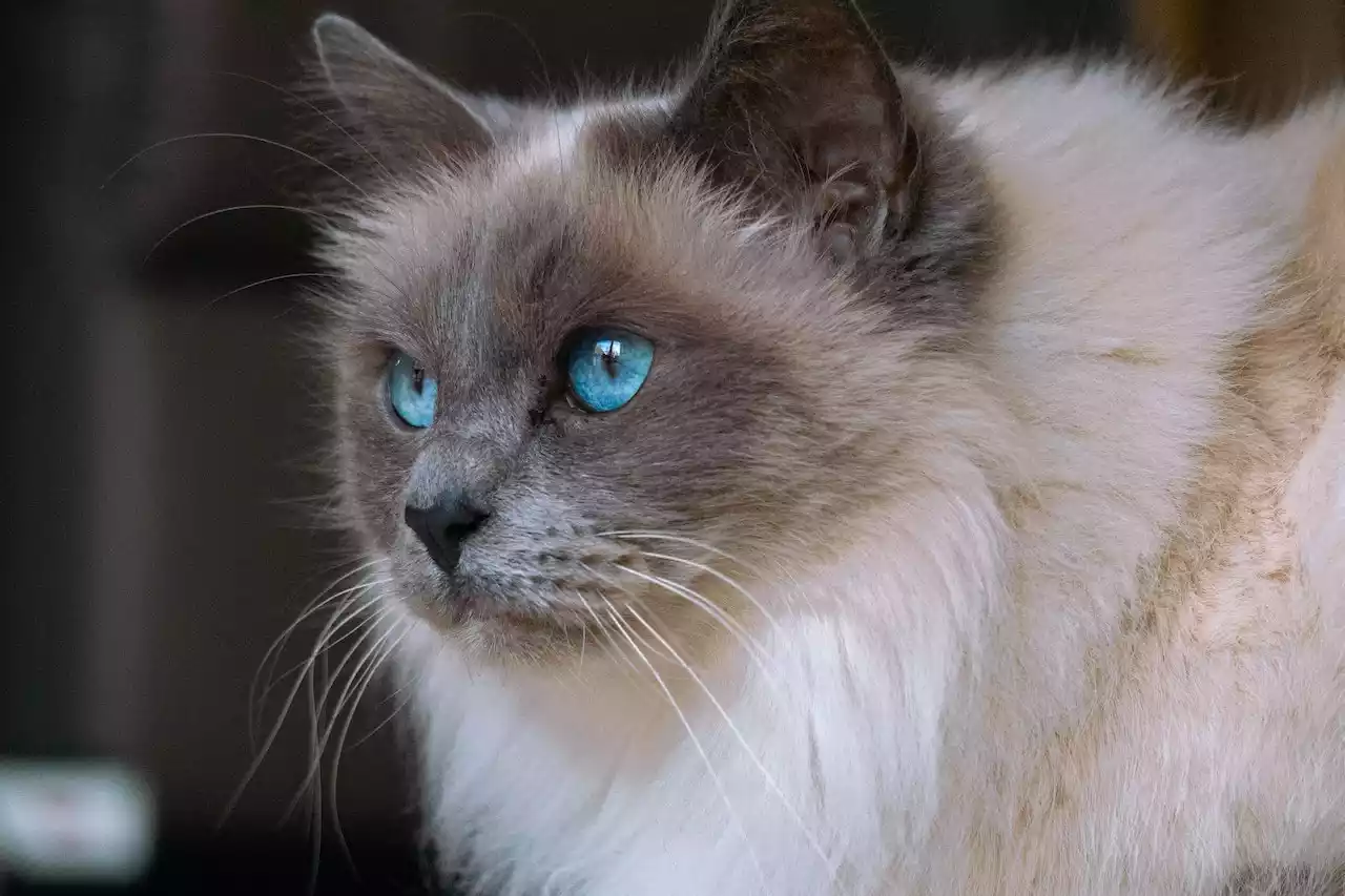 ragdoll cat price - PetsPaa