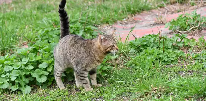 what makes a cat's tail puff up - PetsPaa