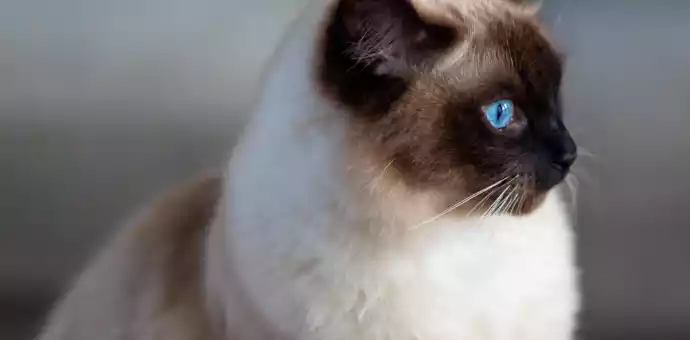why do siamese cats shed so much - PetsPaa