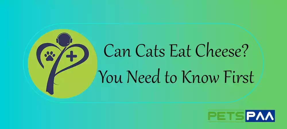 Can Cats Eat Cheese - PetsPaa Guide