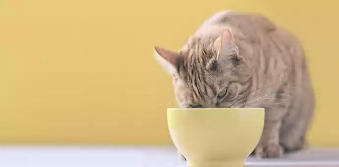 Can Cats Eat Cottage Cheese -PetsPaa