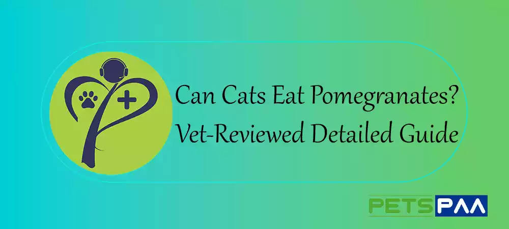 Can Cats Eat Pomegranates - PetsPaa