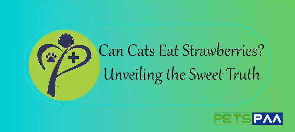 Can Cats Eat Strawberries - PetsPaa