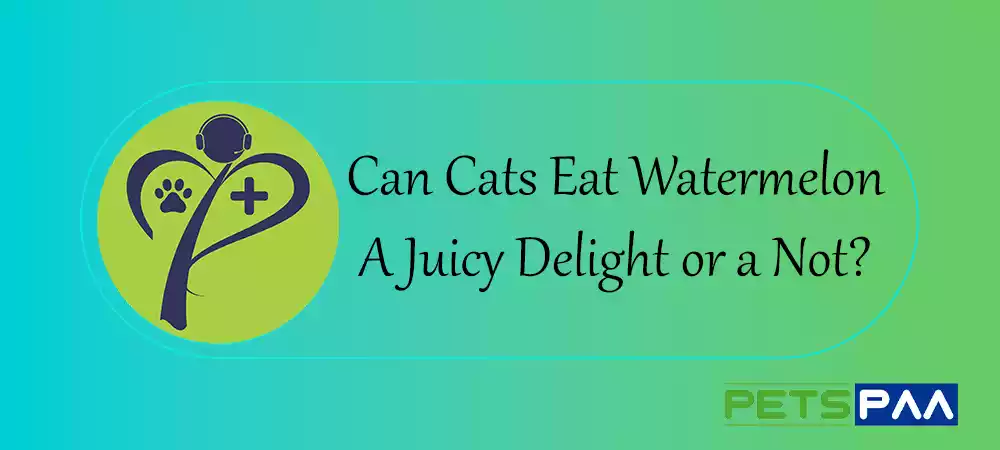 Can Cats Eat Watermelon - A Juicy Delight or a Not- PetsPaa