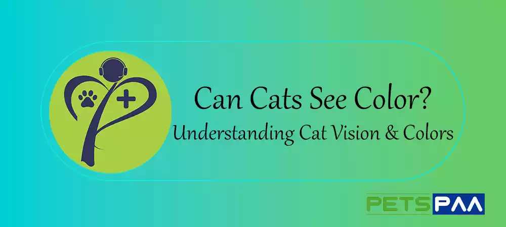 Can Cats See Color - PetsPaa