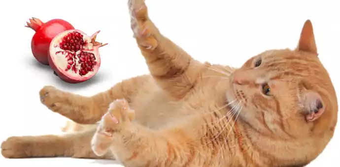 Is pomegranate safe for pets - PetsPaa