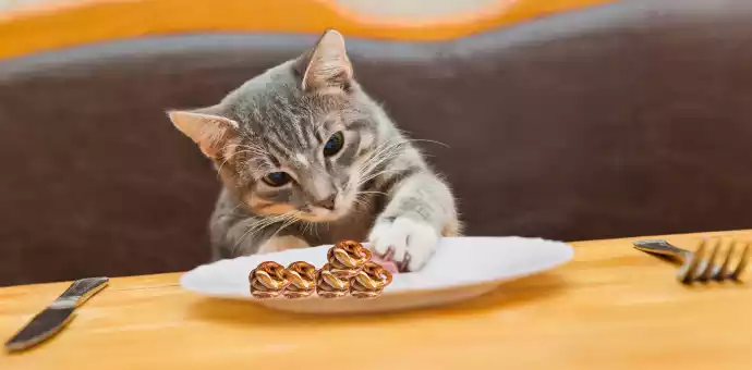 are pretzels bad for cats - PetsPaa