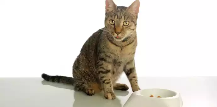 can cats eat cheese sticks -PetsPaa