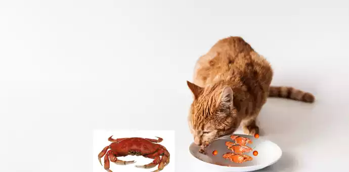 can cats eat crab grass - PetsPaa