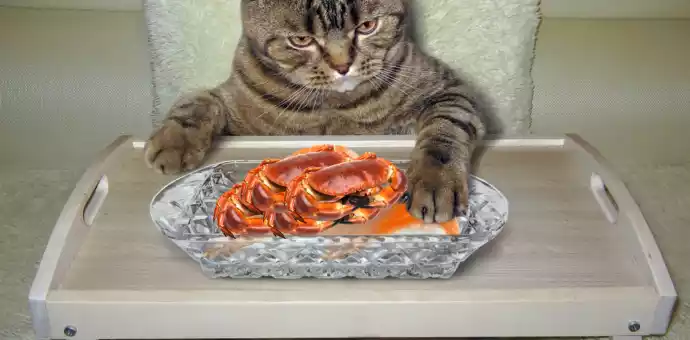 can cats eat crab leg meat - PetsPaa