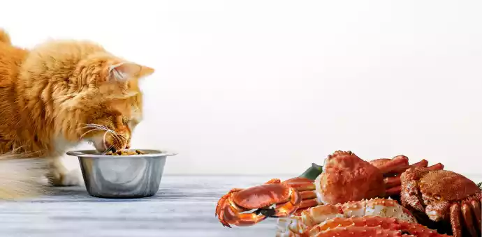 can cats eat crab meat from can - PetsPaa