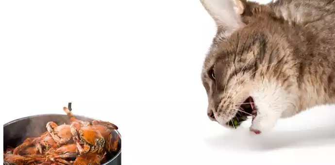 can cats eat crab rangoon - PetsPaa