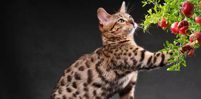 can cats eat pomegranate - PetsPaa