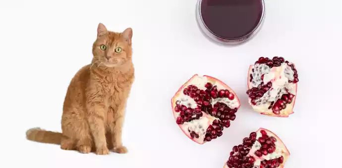 can cats eat pomegranate fruit - PetsPaa