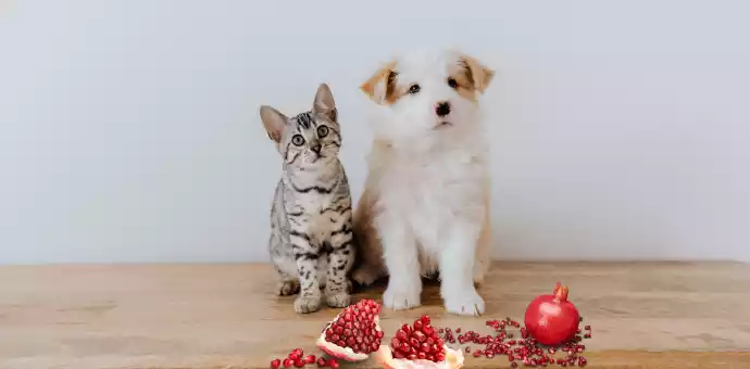 can cats eat pomegranate juice - PetsPaa