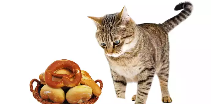 can cats eat pretzels without salt - PetsPaa