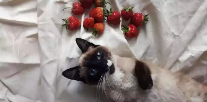 can cats eat strawberries and bananas - PetsPaa