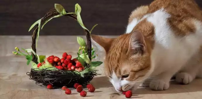 can cats eat strawberries and blueberries - PetsPaa