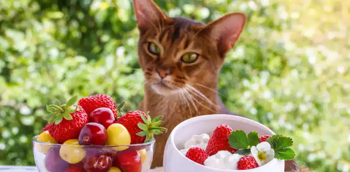 can cats eat strawberries leaves - PetsPaa