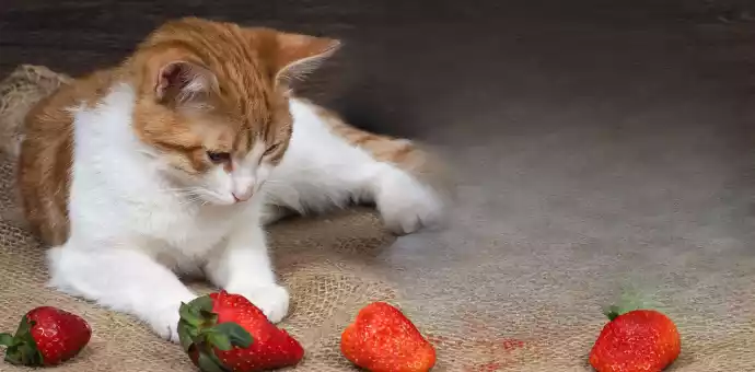can cats eat strawberries, mango and pineapples - PetsPaa