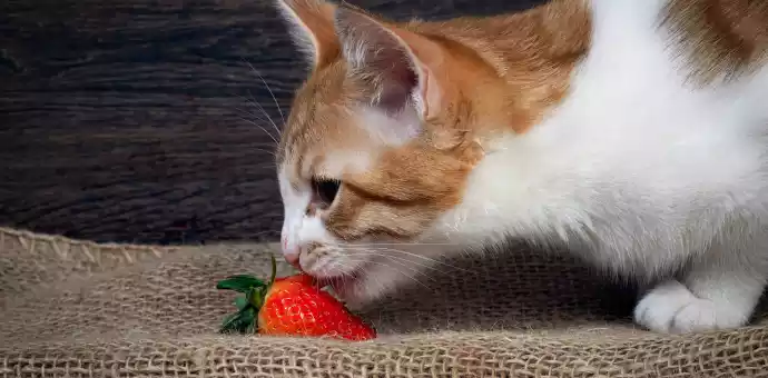 can cats eat strawberries reddit - PetsPaa