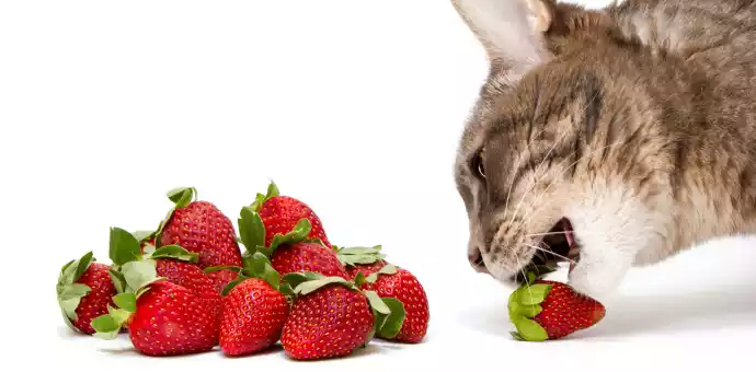 can cats eat strawberries. - PetsPaa