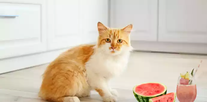 can cats eat watermelon - Petspaa