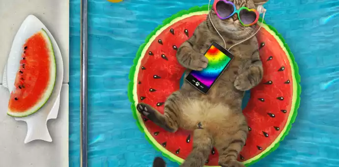 can cats eat watermelon - Petspaa