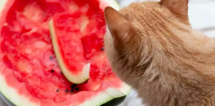 can cats eat watermelon rind - Petspaa