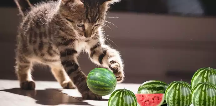 can cats eat watermelon seeds - Petspaa