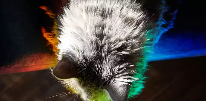 can cats see color like humans