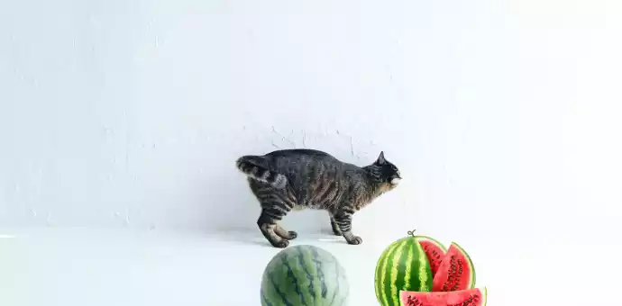 cat eating watermelon - Petspaa