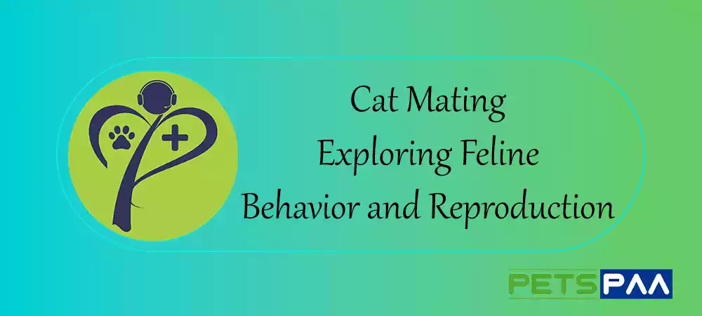 Cat Mating Exploring Feline Behavior and Reproduction - PetsPaa