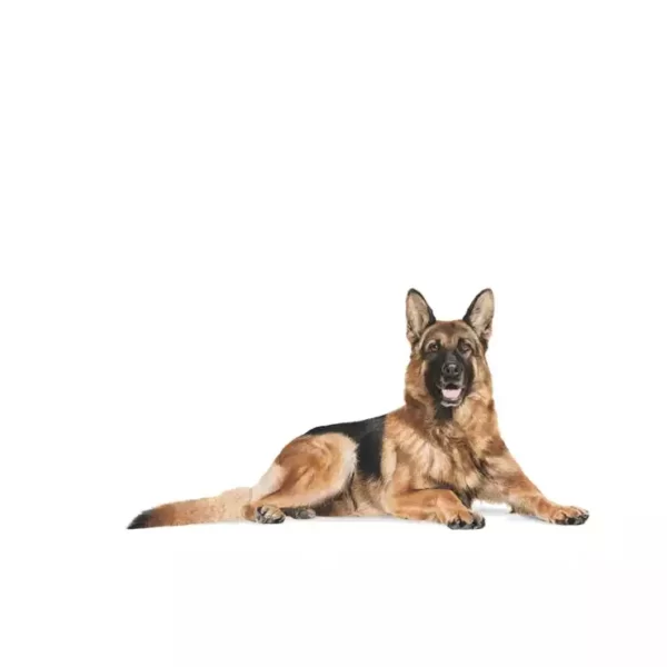 Royal Canin German Shepherd Adult 5+ Dry Dog Food PetsPaa7