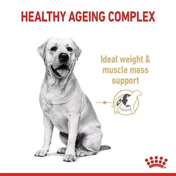 Royal Canin Labrador Adult 5+ Dog Dry Food _PetsPaa10