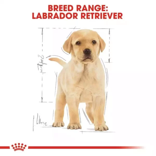 Royal Canin Labrador Puppy Dog Dry Food _PetsPaa34