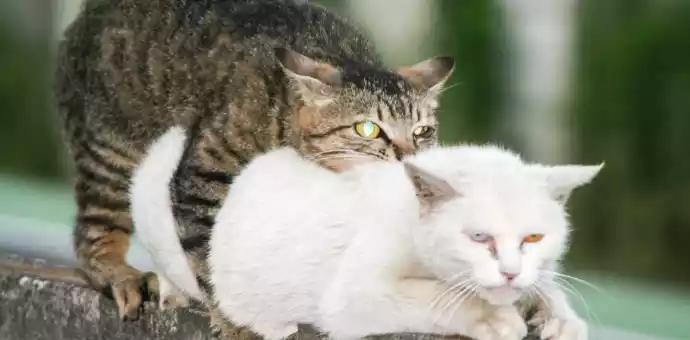 cat mating - PetsPaa