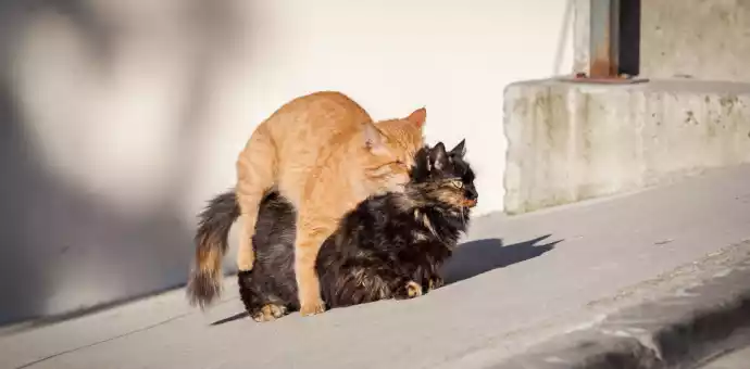 cat mating call - PetsPaa