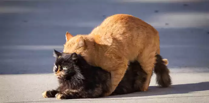 cat mating season - PetsPaa