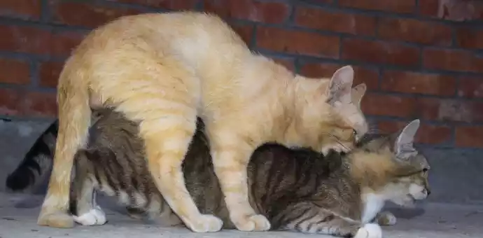 female cat mating position - PetsPaa