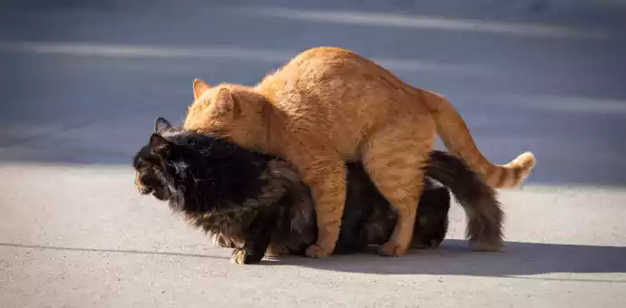 male cat mating call - PetsPaa