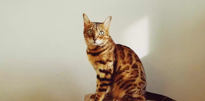 Bengal Cat Breed - PetsPaa