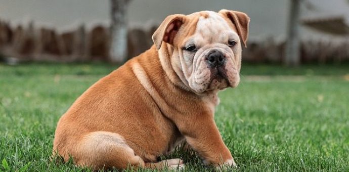 Bulldog breed photo