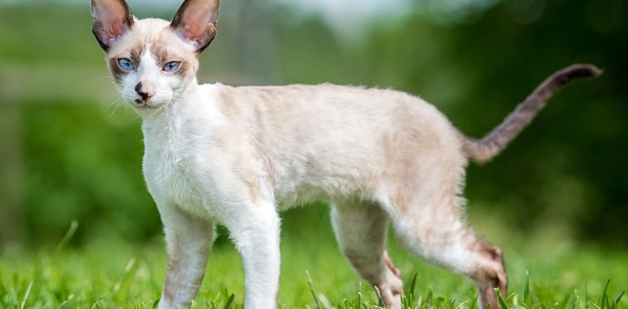 Cornish Rex hairless Cat Breed Information & Characteristics _ PetsPaa