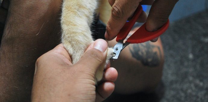 Dog Nail Trimming, dog grooming