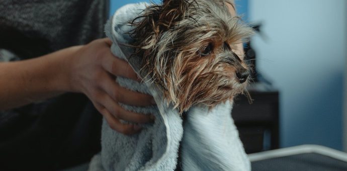 Dog bath at home